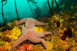 "Starfish Sex" - photo taken with a Canon Rebel XT w/ 20m... by Dallas Poore 